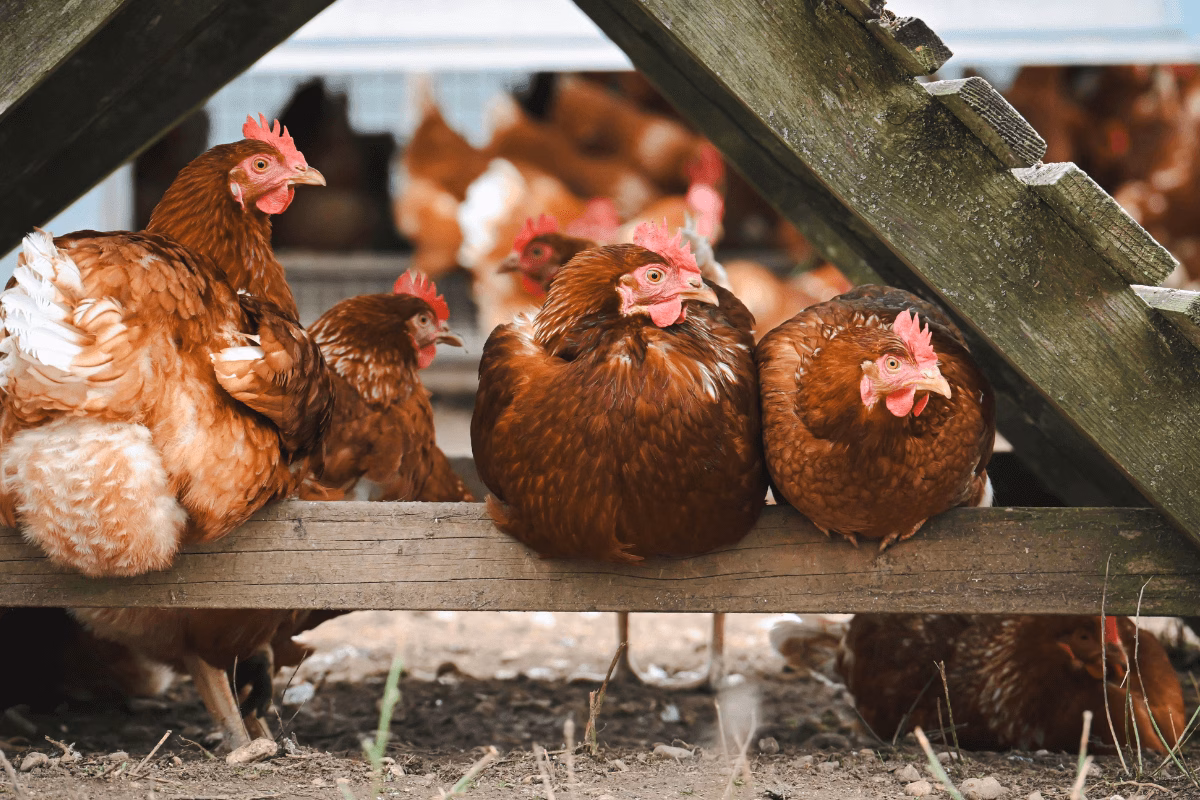 Criação de galinhas caipiras livres em estrutura de madeira.